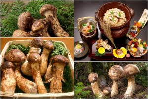 giai ma con sot nam matsutake loai nam dat hon vang gioi sieu giau lung suc khap the gioi dspl 9 21441449